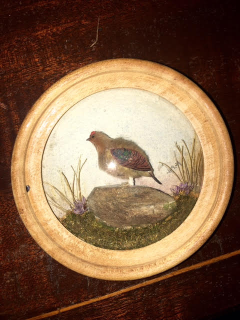 Bobwhite Quail (Version 3)